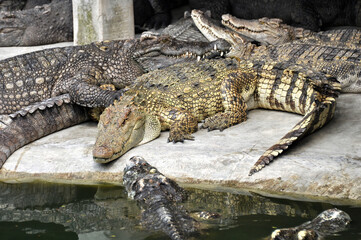 A large alligator in a free-range enclosure