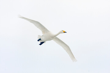 Fototapeta na wymiar Large white bird flying, whooper swan, cygnus cygnus in flight with spread wings