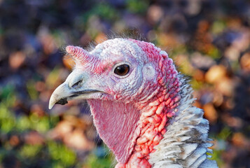 Nahaufnahme einer Pute mit Horn.  Putenarten für die Haustierhaltung.