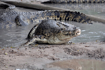 A large alligator in a free-range enclosure