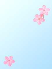 Fototapeta na wymiar closeup of pink flowers in bloom isolated on smooth blue color background with copy space