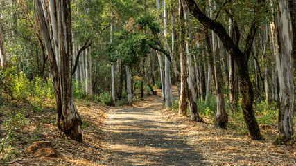 A landscape view of forest trails winding through tall eucalyptus trees.