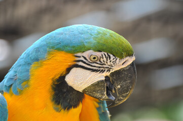 Big cockatoo parrot in green blue yellow coloring book