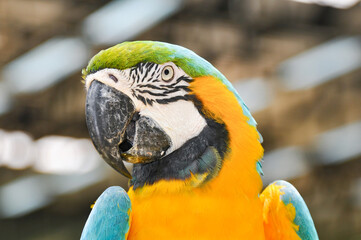 Big cockatoo parrot in green blue yellow coloring book