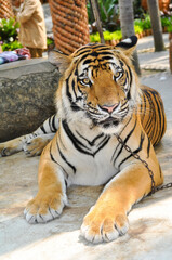 bengal tiger in the enclosure