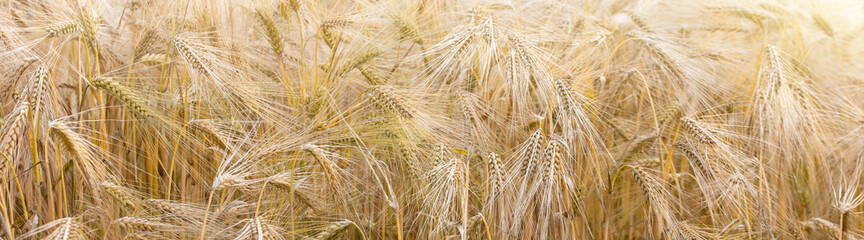golden wheat field under sunlight in summer	
