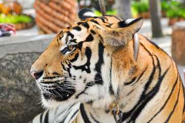 bengal tiger in the enclosure