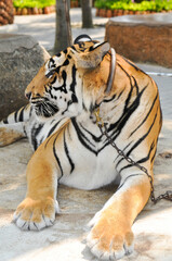 bengal tiger in the enclosure