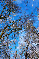 Snow covered treetops in a fairytale forest under beautiful clear day