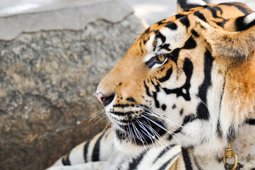 bengal tiger in the enclosure