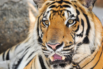 bengal tiger in the enclosure