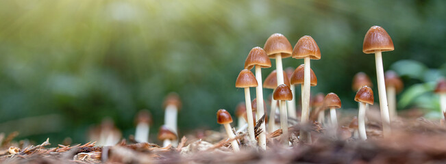 close up of mushroom under sunlight in the autumn forest	
 - Powered by Adobe