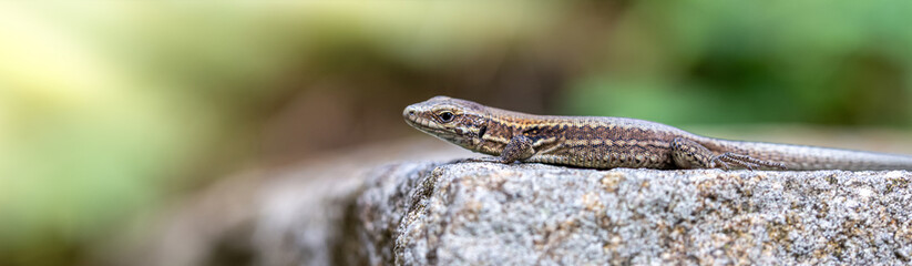 macro of lizard under sunlight on the stone	
