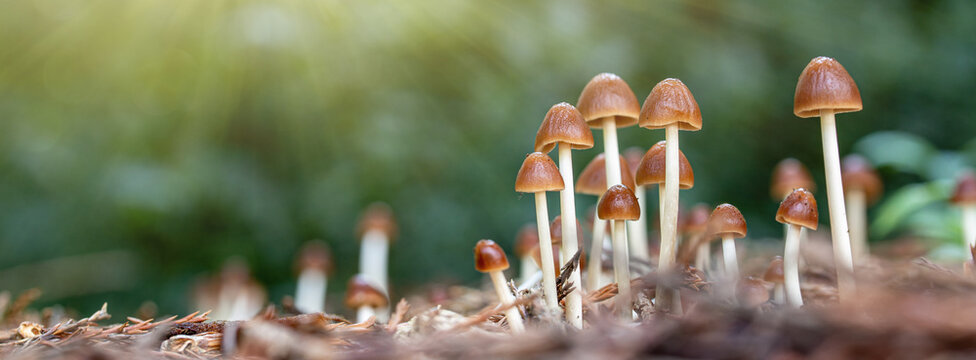 Fototapeta close up of mushroom under sunlight in the autumn forest  