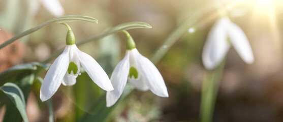 Obraz premium close up of snowdrop flowers under sunlight - spring time flowers 
