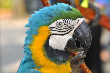 Big cockatoo parrot in green blue yellow coloring book