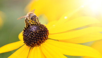 close up of a bee under sunlight on yellow garden flower	