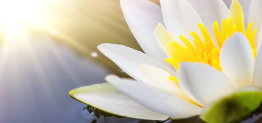 white water lily in pond under sunlight. Blossom time of lotus flower	
