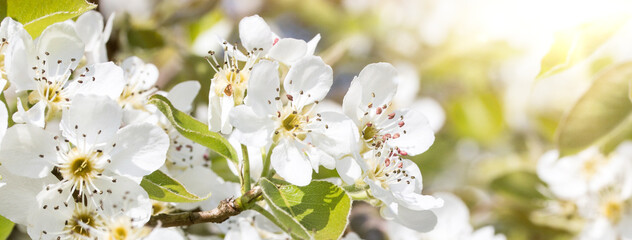 close up of cherry flowers under sunlight - spring time flowers