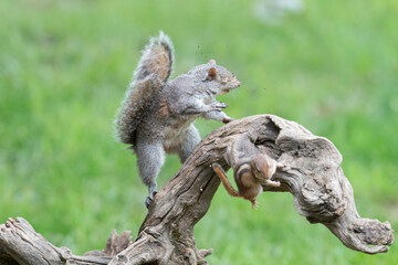 Eastern gray squirrel has predominantly gray fur