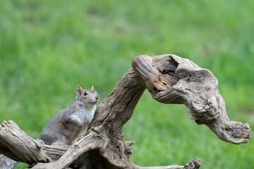 Eastern gray squirrel has predominantly gray fur