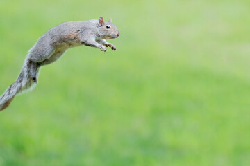 Eastern gray squirrel has predominantly gray fur