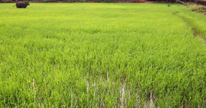 Young rice in a paddy field.