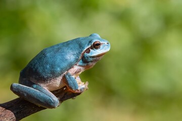 Hyla meridionalis, blue frog on green background, selective focus