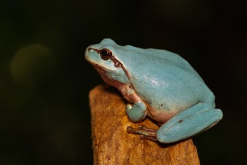Hyla meridionalis, blue frog on the branch with dark background, selective focus
