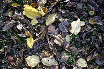 autumn leaves on the park ground