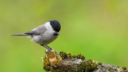 Marsh Tit sitting on a stick. Marsh Tit on a moss.