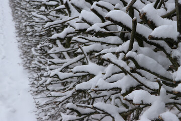 Winter, Schnee, Hecke, Strauch, frostig, Zweige, gefroren