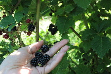 Naklejka na ściany i meble Blackberry. In the frame, a blackberry bush and a woman's hand with berries.