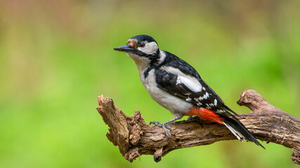 great spotted woodpecker on a branch