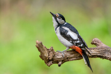 great spotted woodpecker on a branch