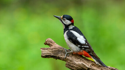 great spotted woodpecker on a branch