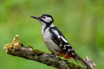 great spotted woodpecker on a branch