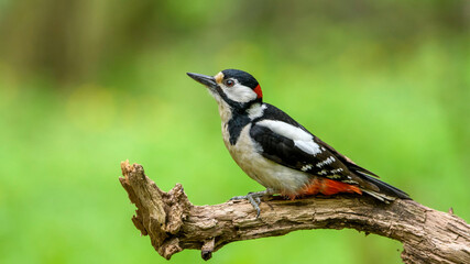 great spotted woodpecker on a branch