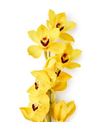 Yellow cymbidium orchid flowers isolated on white background