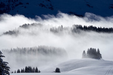 Foggy firs during the winter