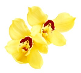 Yellow orchid flowers isolated on white background
