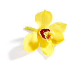 Fototapeta na wymiar Beautiful yellow orchid flower isolated on white background