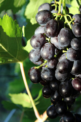 
Bunch of black grapes