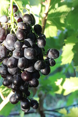 Bunch of grapes