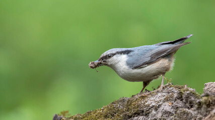 Obraz premium Eurasian Nuthatch siting on a stick