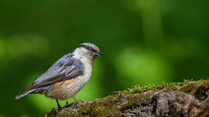 Eurasian Nuthatch siting on a stick