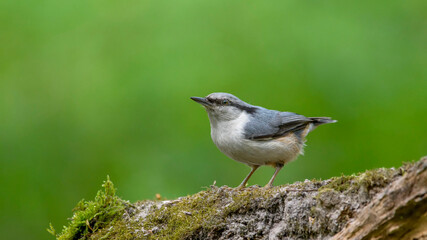 Eurasian Nuthatch siting on a stick