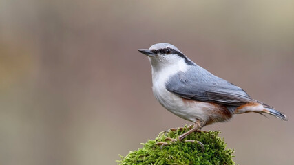Eurasian Nuthatch siting on a stick