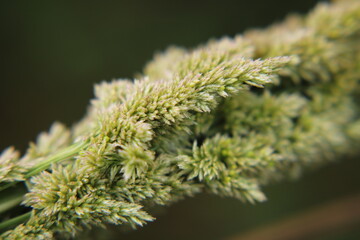 close up of wild grass