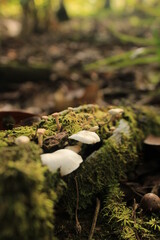mushrooms in the forest